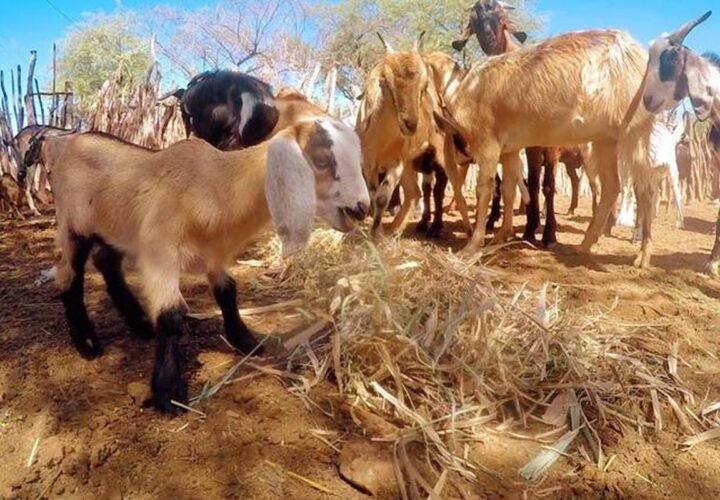 Caprinos se alimentam em criatório no semiárido nordestino