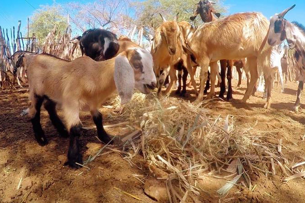Caprinos se alimentam em criatório no semiárido nordestino